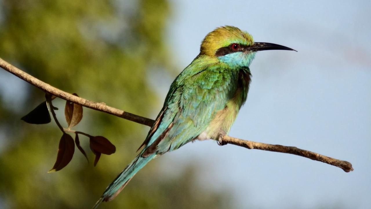 Kele Yala Villa Dış mekan fotoğraf